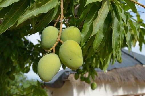 africanmango