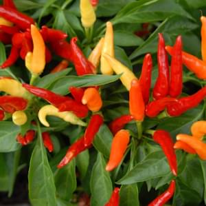 capsicum-annuum-fruit