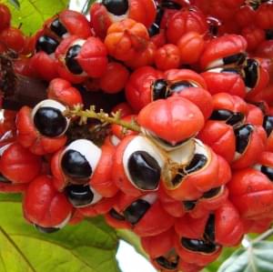 guarana-seed
