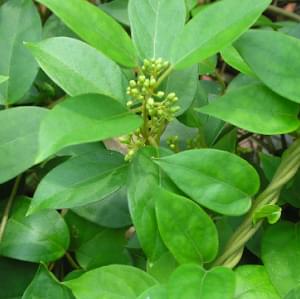 gymnema-leaf